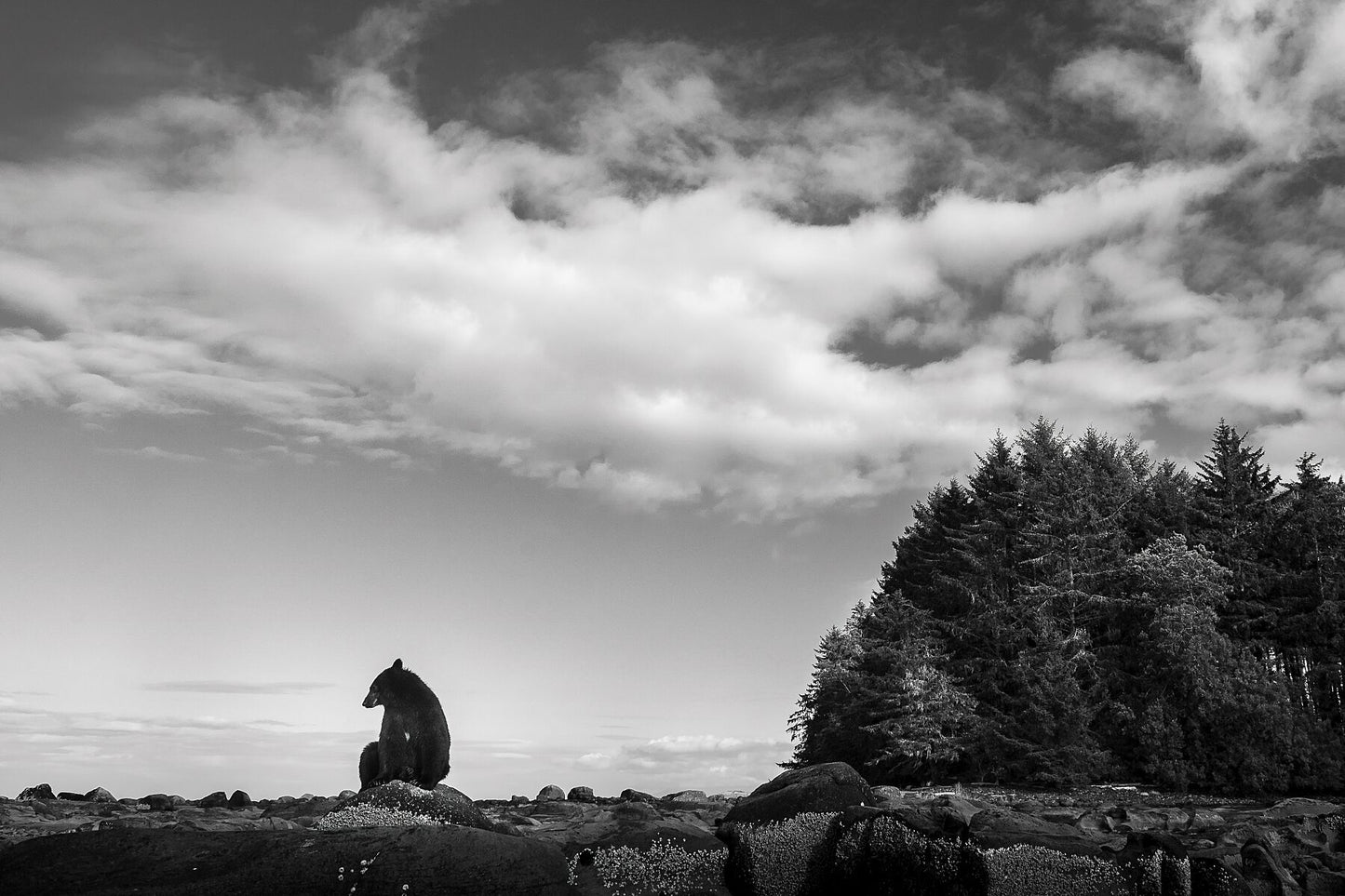 Black Bear Fine Art