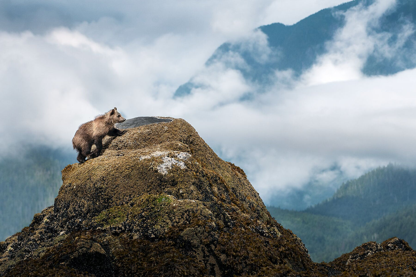 Mountain Climber