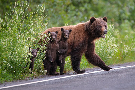 Grizzly Bear Crossing - Fine Art Photography - Ian Harland - British Columbia