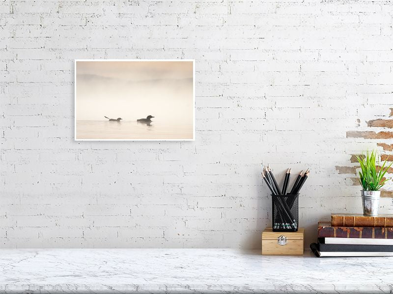 Canadian loon Fine art photography