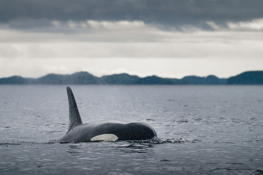 Orca Incoming