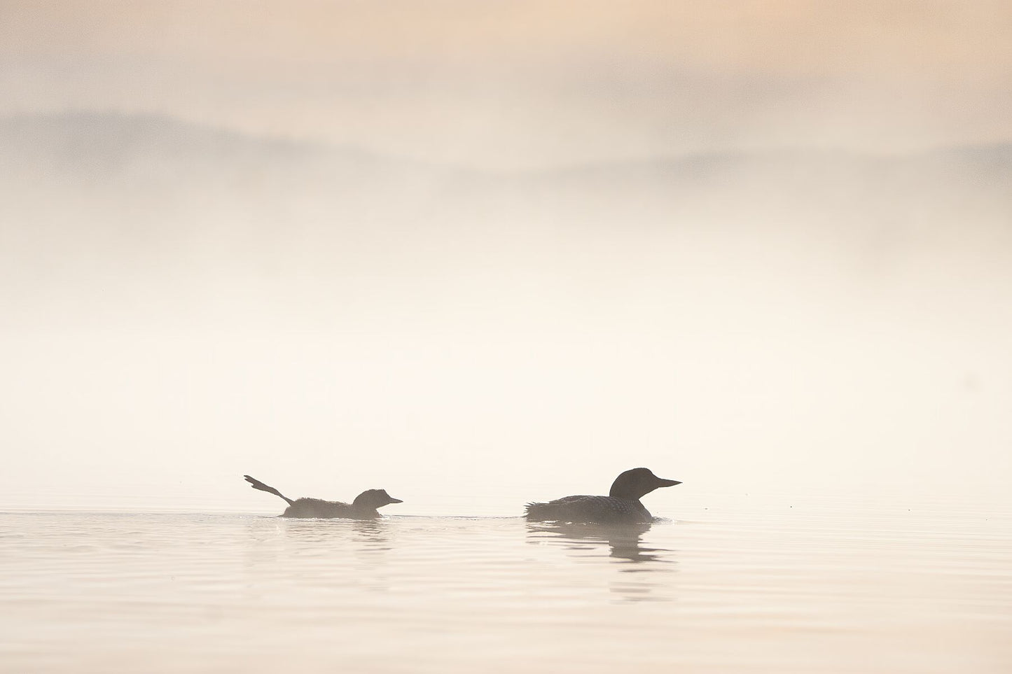 Canadian loon Fine art photography