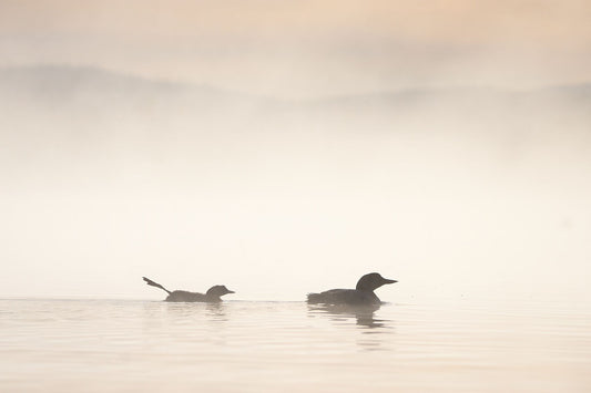 Canadian loon Fine art photography