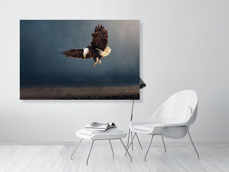 bald eagle fine art print photography