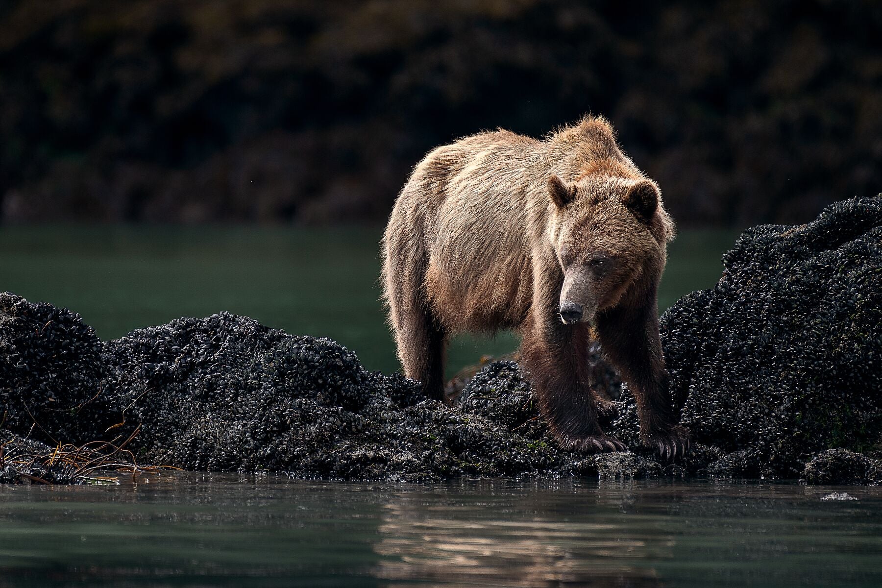 Grizzly Bear Photography British Columbia