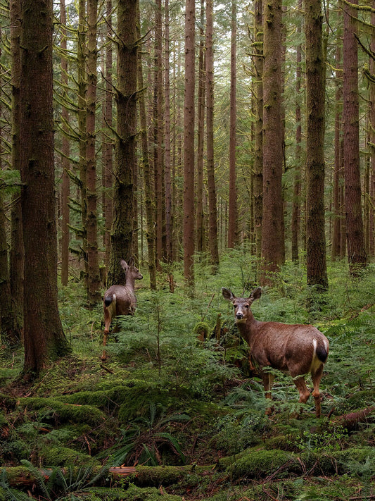 Deer in British Columbia Rainforest Fine Art Photography