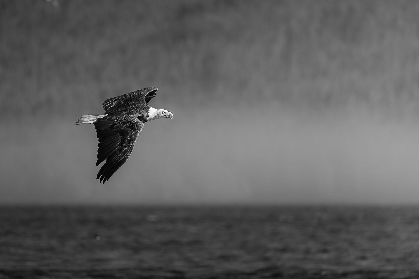 Bald Eagle Fine Art Black And White - British Columbia Photography