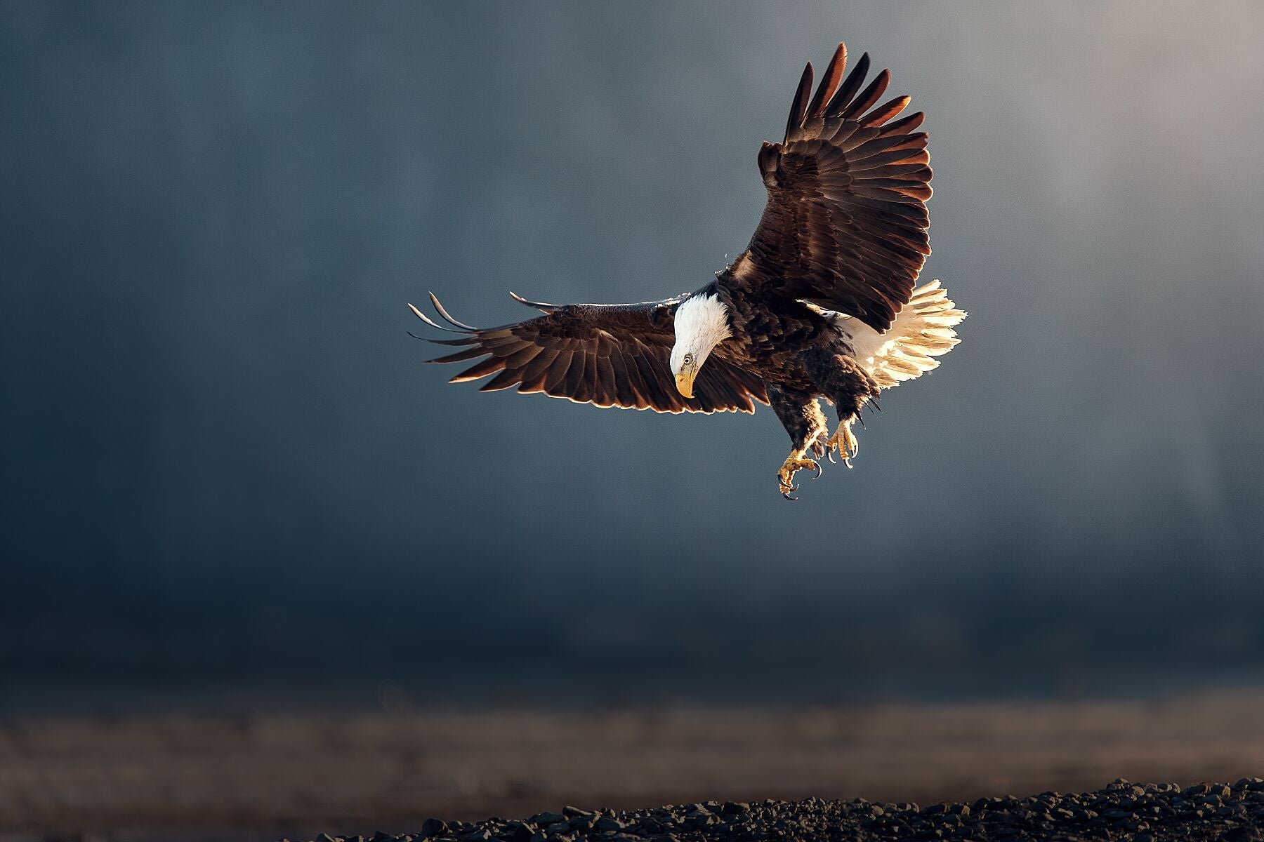 bald Eagle Fine art