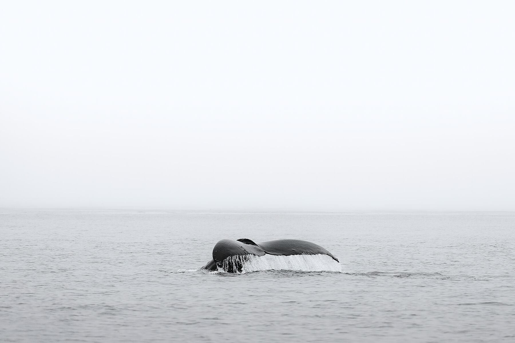 Humback Whale Vancouver Island Fine Art Photography