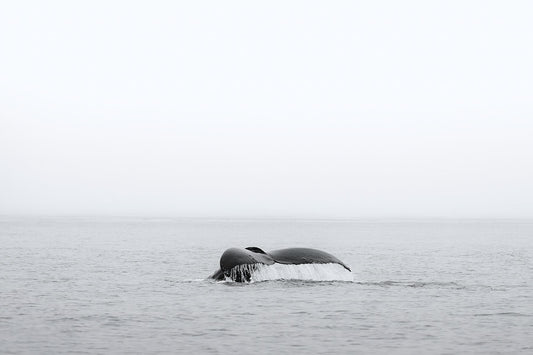 Humback Whale Vancouver Island Fine Art Photography
