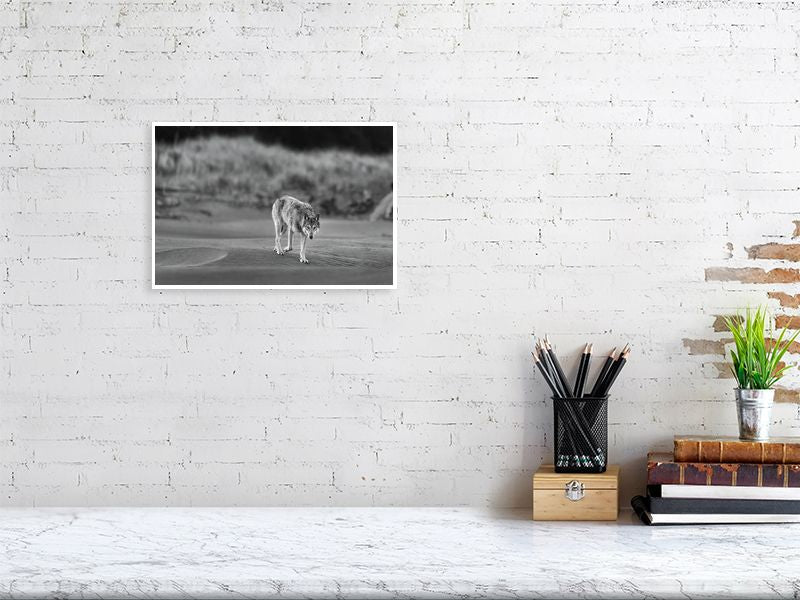 Coastal Wolf Fine Art Print