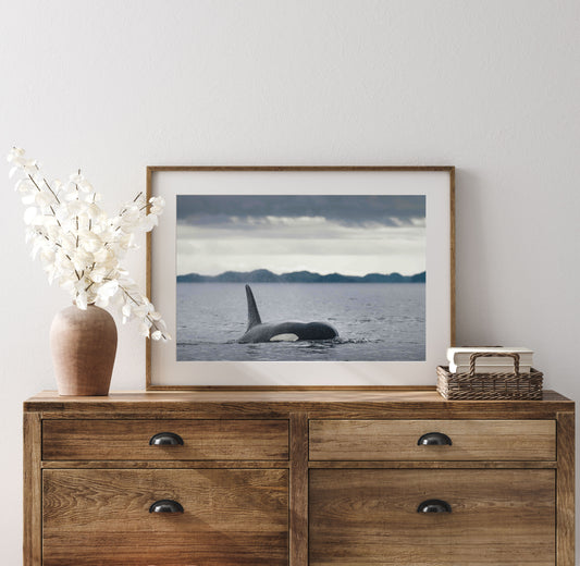 Orca Incoming