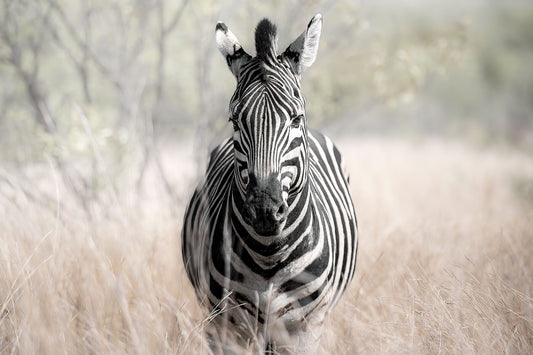 Zebra Fine Art Photography Print