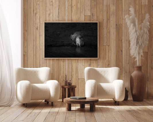 African Lion Fine Art Black And White Photography Print