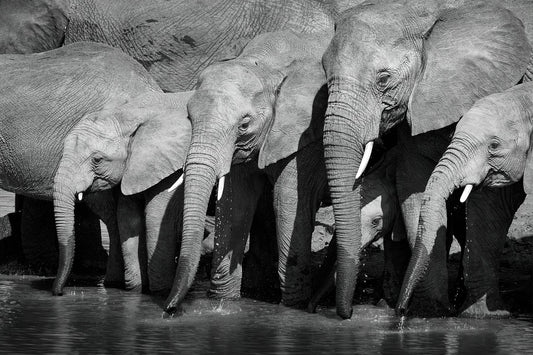 Watering Hole