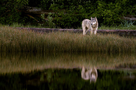 Coastal Wolf - Canadian Wildlife Fine Art Photography by Ian Harland