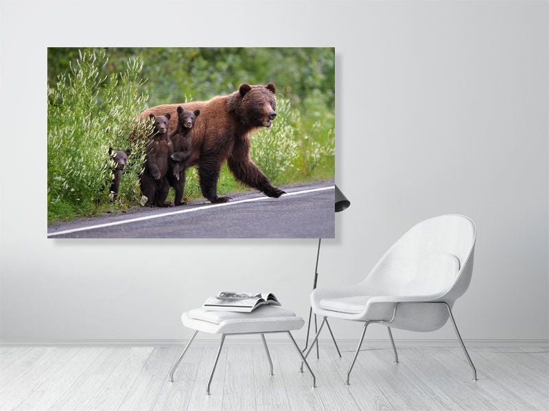 Large Grizzly Bear Fine Art Photography