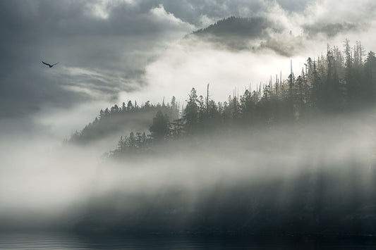Great Bear Rainforest Fine Art Photography