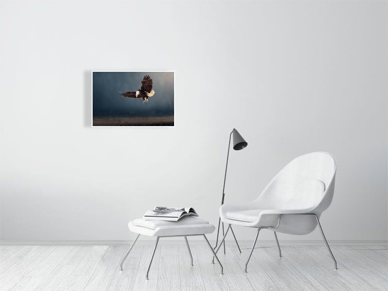 bald eagle fine art print photography