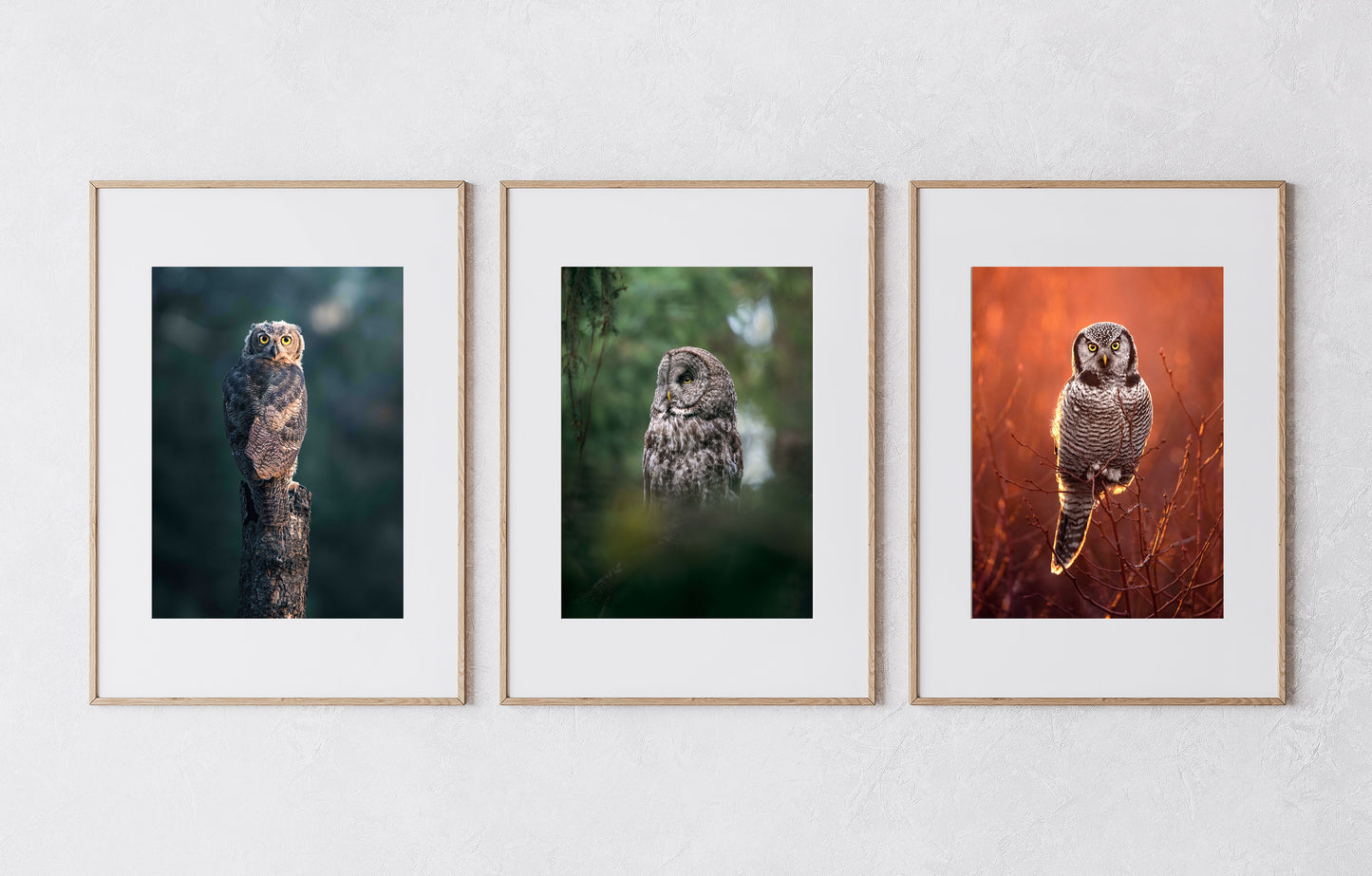 Fine Art Owl Photography Collection