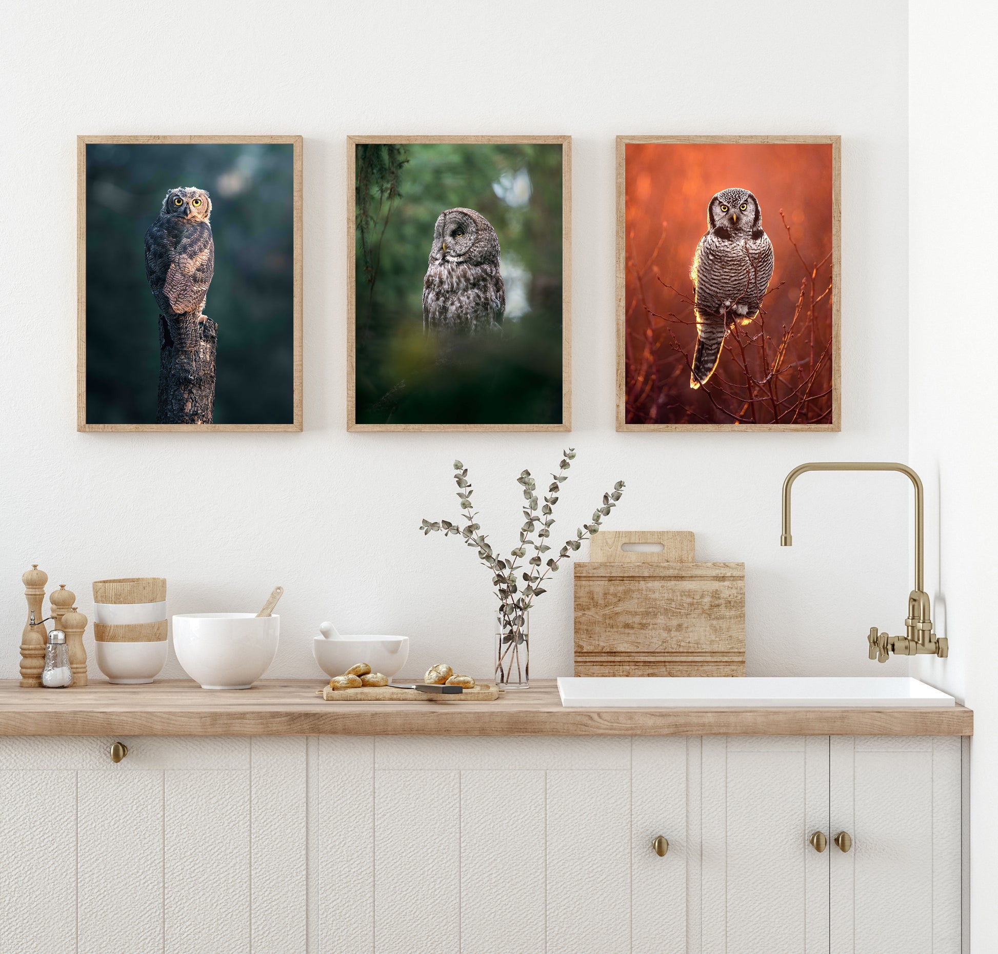 Fine Art Owl Photography Collection