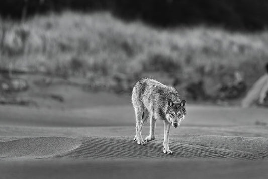 Wolf Fine Art Photography