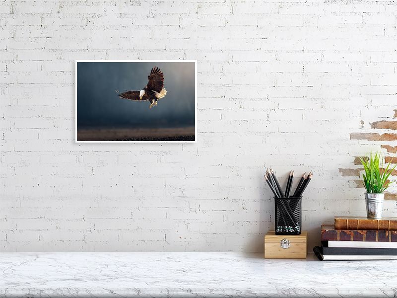 bald eagle fine art print photography