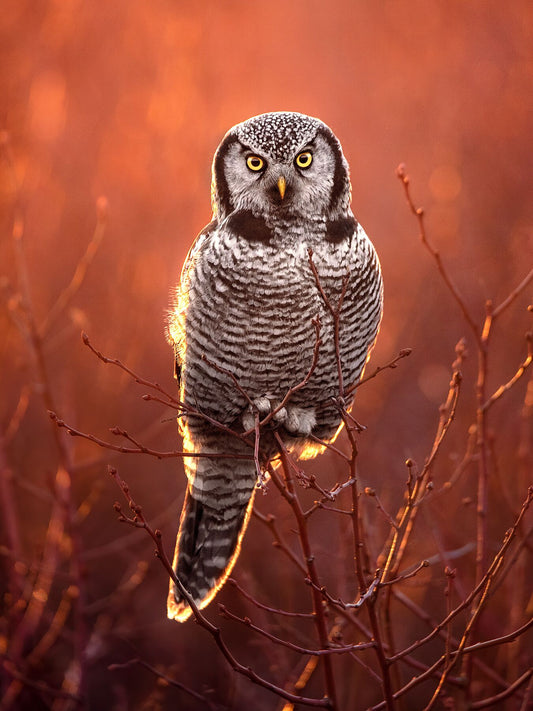 Hawk Owl Fine Art Print Photography
