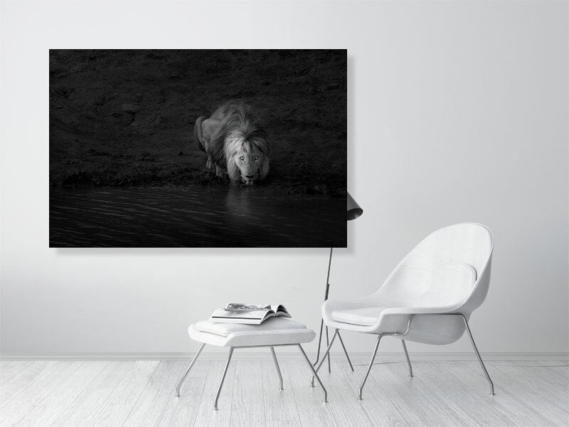 African Lion Fine Art Black And White Photography Print