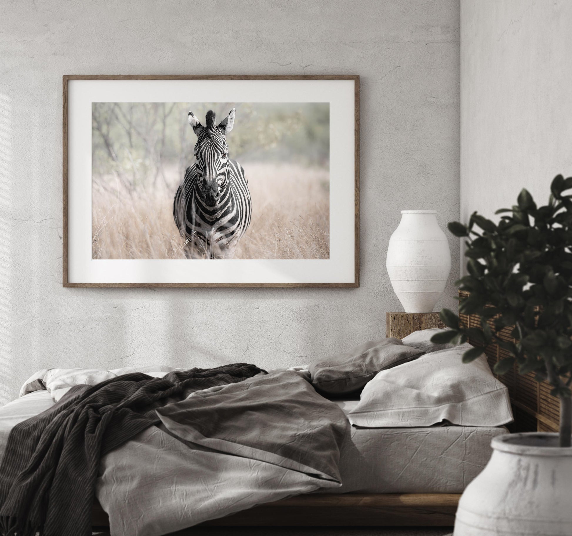 luxury wildlife photography of a zebra