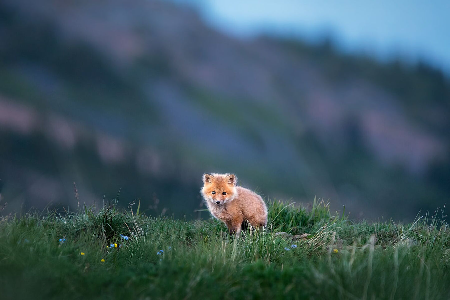 Fox Kit