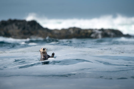 Friendly Cute Sea Otter - Limited Edition Fine Art Photography