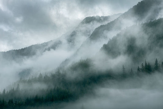 British Columbia Temperate Rainforest | Limited Edition Fine Art Photography Prints