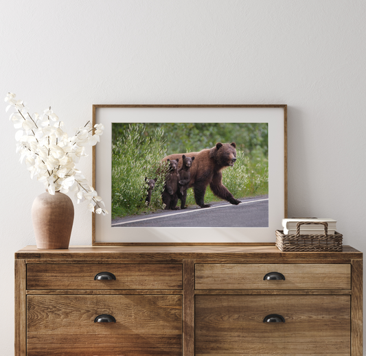 Grizzly Bears - Fine Art Photography - Ian Harland - British Columbia