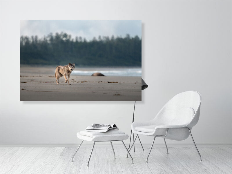 Fine Art Photography of Coastal Wolf