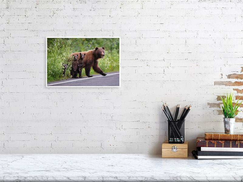 Grizzly Bear Crossing - Fine Art Photography - Ian Harland - British Columbia