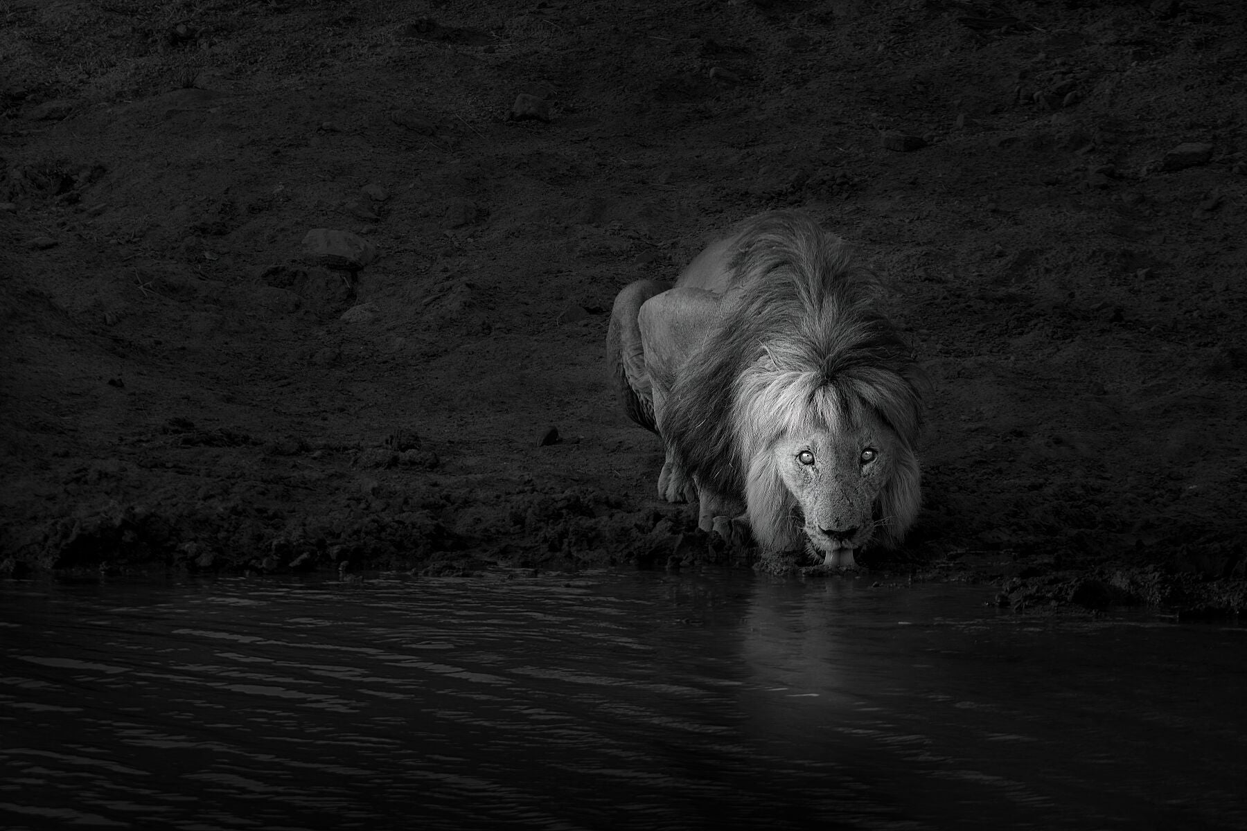 African Lion Fine Art Black And White Photography Print