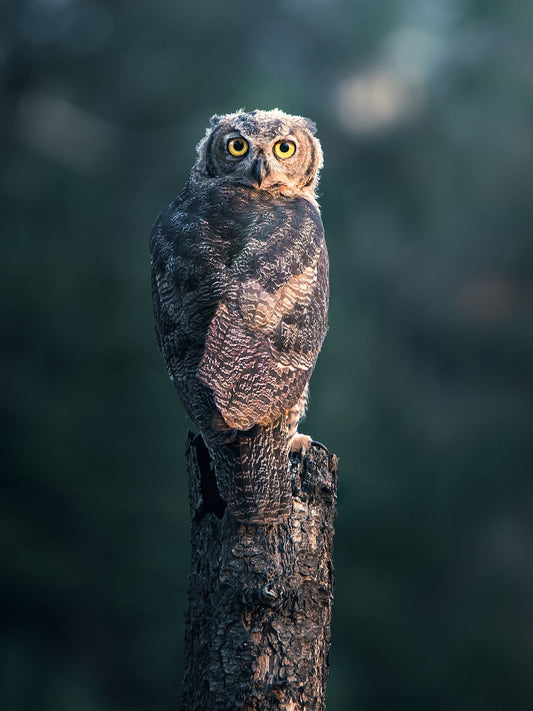 Wise Owl Fine Art Photography - British Columbia Wildlife Art