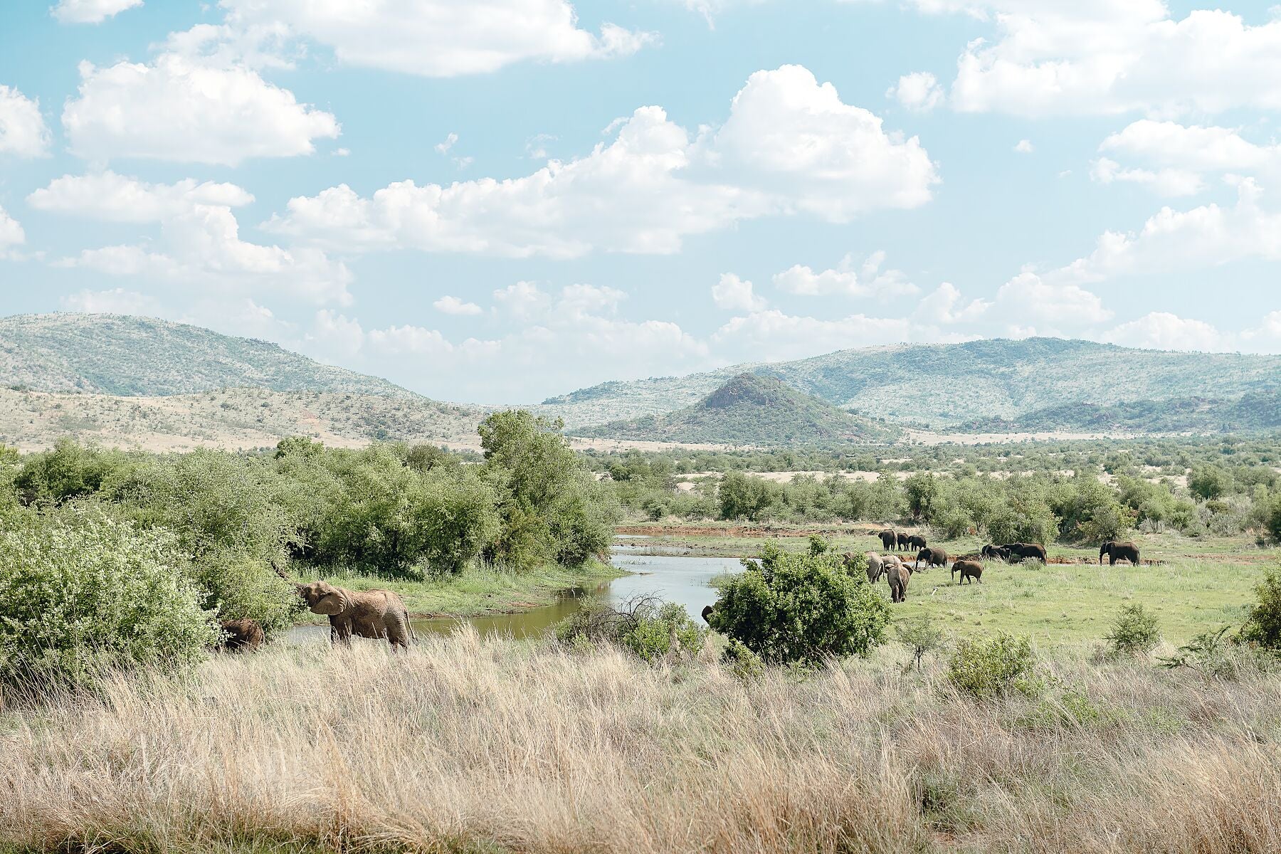 African Landscape with Elephants