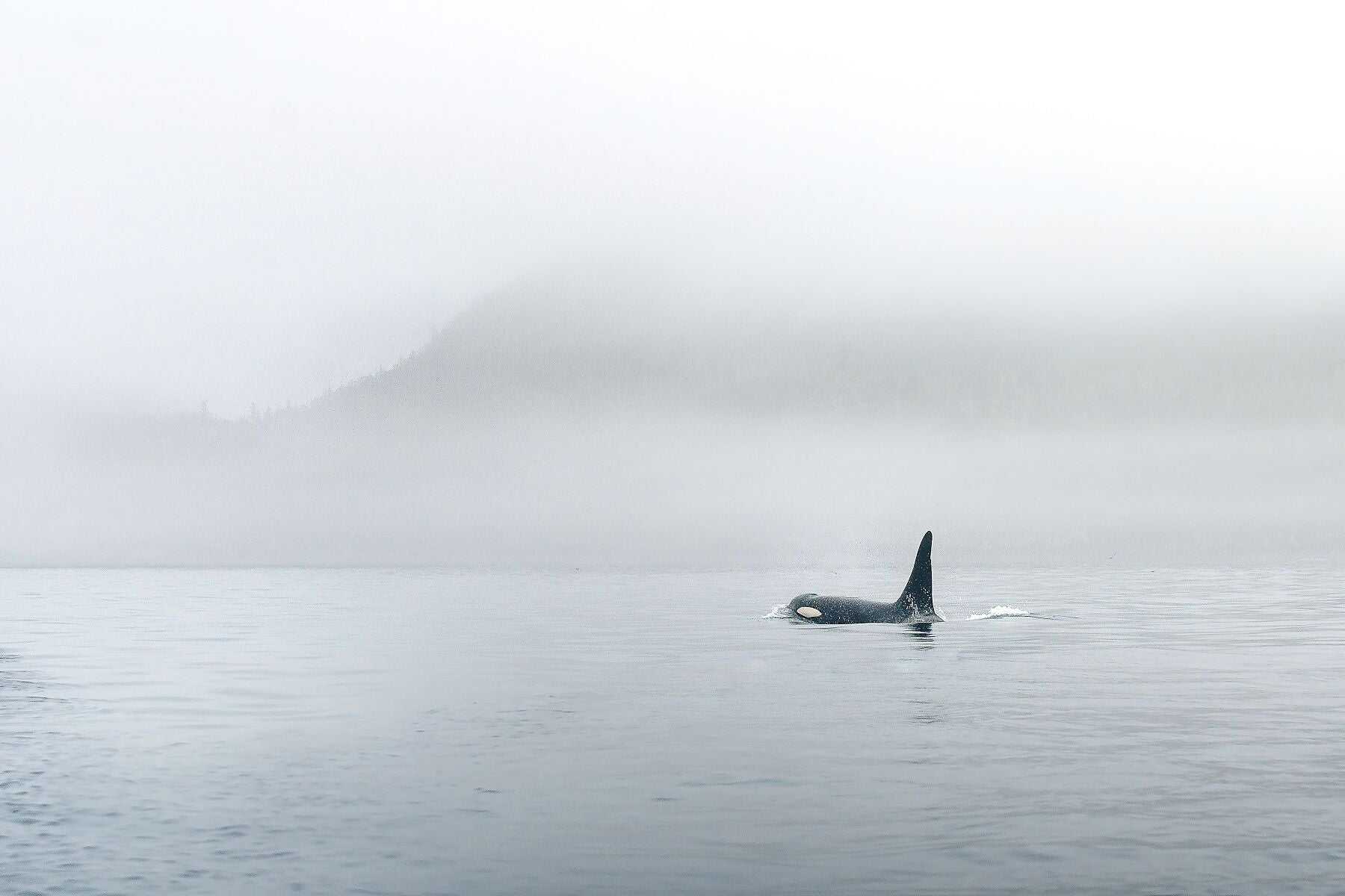 Orca Fine Art Photography