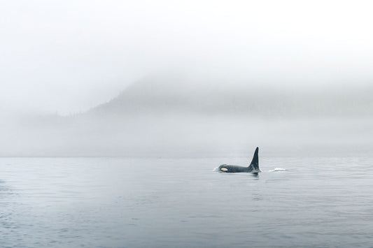 Orca Fine Art Photography