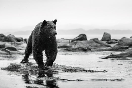 Canadian Black Bear Fine Art Photography - Wildlife Limited Edition Prints