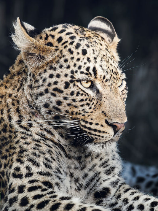 african leopard fine art photography