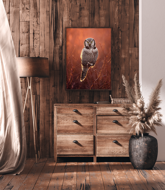Hawk Owl Fine Art Print Photography