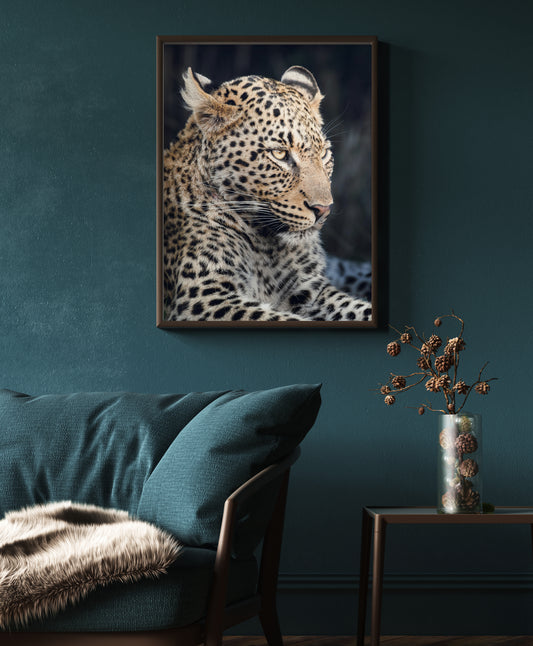 leopard fine art photography print