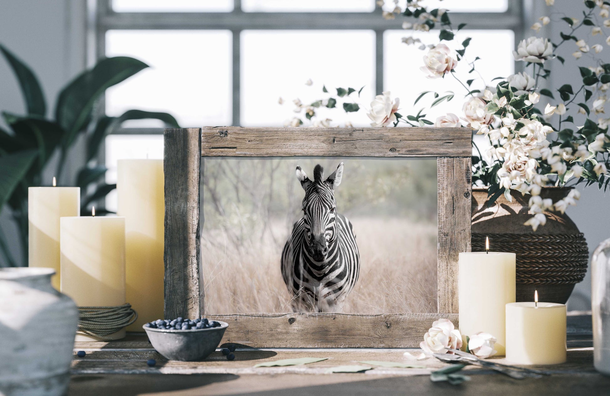 zebra fine art photography